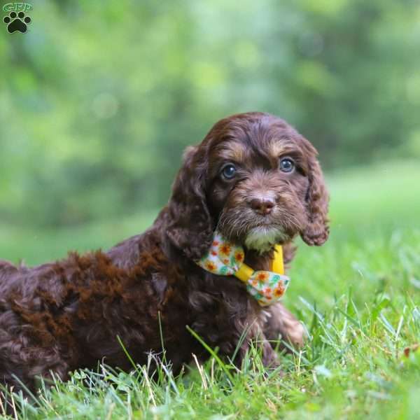Bear, Cockapoo Puppy